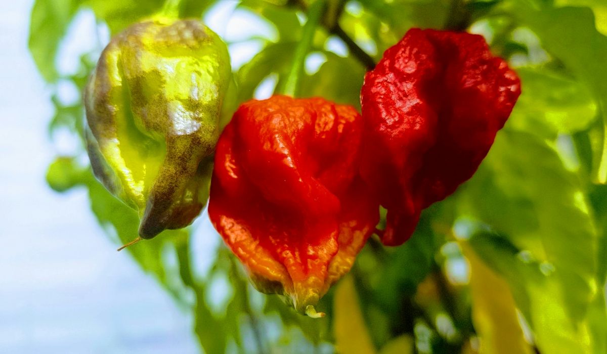 chilli paprička carolina reaper